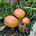 Galerina_marginata_bm5914