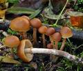 Galerina_marginata_bm5928