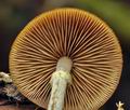 Galerina_marginata_bp3802