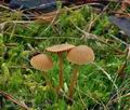 Galerina_mniophila_bp5434