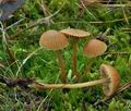 Galerina_mniophila_bp5441