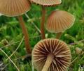 Galerina_mniophila_bp5445