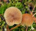 Galerina_mniophila_bp5451