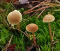 Galerina_mniophila_bt1372