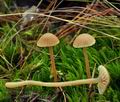 Galerina_mniophila_bt1379