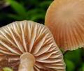 Galerina_mniophila_bt1386