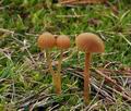 Galerina_mniophila_bt1396