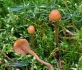 Galerina_mniophila_ce4873