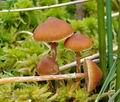 Galerina_paludosa_bf6519