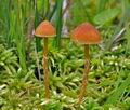 Galerina_paludosa_bk5610