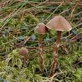 Galerina_paludosa_bs7791