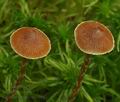 Galerina_paludosa_bs9887