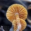 Galerina_permixta_bm6564