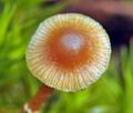 Galerina_pseudocamerina_bf8854