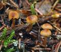 Galerina_pseudocamerina_bh7790