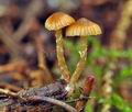 Galerina_pseudocamerina_bh7810