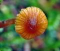 Galerina_pseudocamerina_bh7825