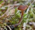 Galerina_pseudocamerina_cb6627s