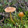 Galerina_pumila_bi8553