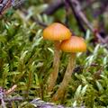 Galerina_pumila_bi8573