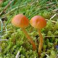 Galerina_pumila_bm6447