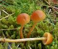 Galerina_pumila_bm6449