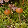 Galerina_pumila_bp3230