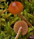 Galerina_pumila_bp3242