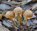 Galerina_sideroides_bi6983