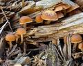 Galerina_sideroides_bi6993