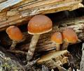 Galerina_sideroides_bi6996