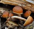 Galerina_sideroides_bi7004