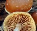 Galerina_sideroides_bi7006