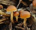 Galerina_sideroides_bi7020