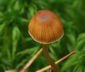 Galerina_sphagnorum_cz8156