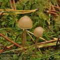 Galerina_stordalii_bm7805