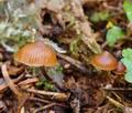 Galerina triscopa bi0716