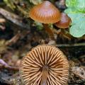 Galerina triscopa bi0717