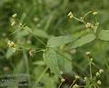 Galinsoga_parviflora_a4303