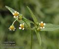 Galinsoga_parviflora_a4314