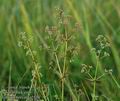 Galium_boreale_a5526