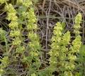 Galium_cruciata_aa7955