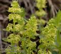 Galium_cruciata_aa7968