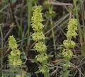 Galium_cruciata_aa7975