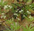 Galium_odoratum_aa9153