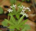 Galium_odoratum_aa9165