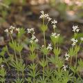 Galium_odoratum_ah2848
