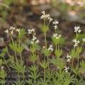 Galium_odoratum_ah2848