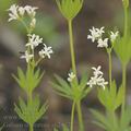 Galium_odoratum_ah2867