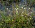 Galium_palustre_4766